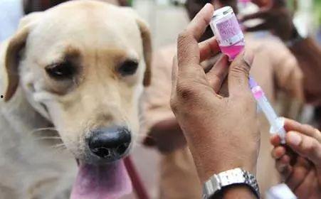 狂犬病患者视频,一场与病毒的生死较量