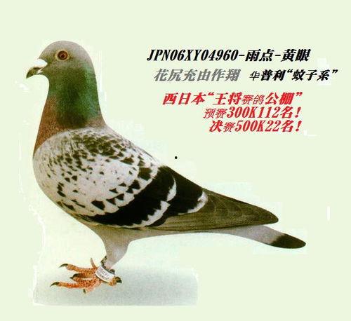 血统日本花尻,传统之美与传承之道